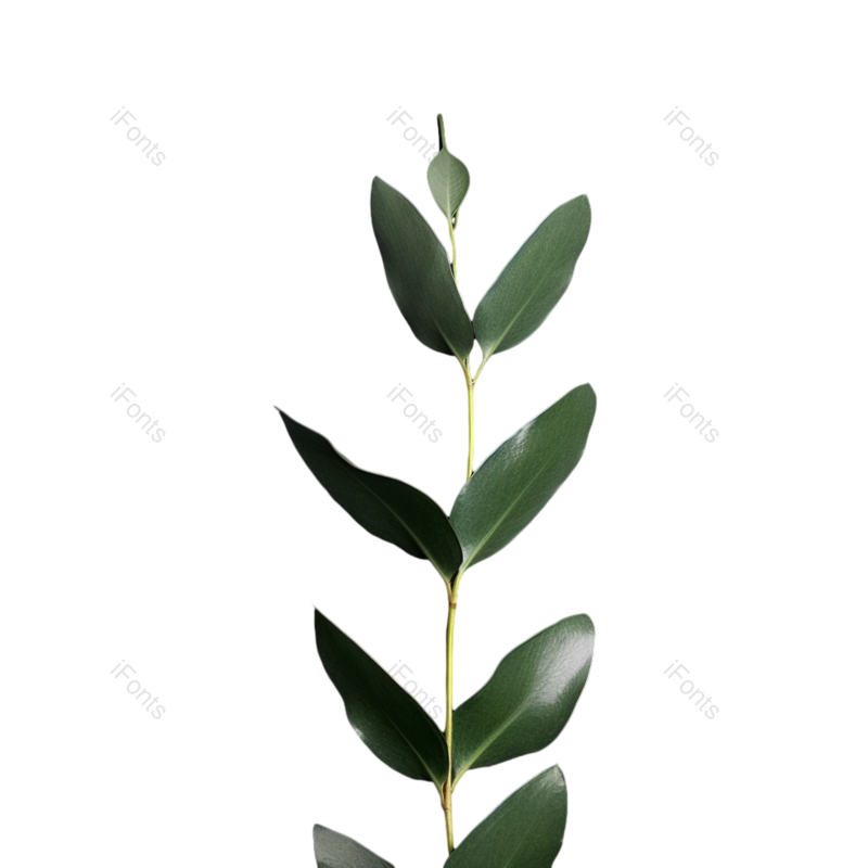叶子图片,装饰元素,花纹PNG,清新免抠素材